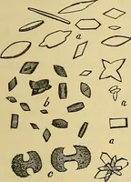 An illustration from Handbuch der klinischen Mikroskopie : mit Berücksichtigung der wichtigsten chemischen Untersuchungen am Krankenbette und der Verwendung des Mikroskopes in der gerichtlichen Medicin (1883)