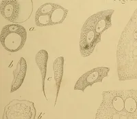 An illustration from Handbuch der klinischen Mikroskopie : mit Berücksichtigung der wichtigsten chemischen Untersuchungen am Krankenbette und der Verwendung des Mikroskopes in der gerichtlichen Medicin (1883)