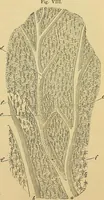 An illustration from Handbuch der klinischen Mikroskopie : mit Berücksichtigung der wichtigsten chemischen Untersuchungen am Krankenbette und der Verwendung des Mikroskopes in der gerichtlichen Medicin (1883)