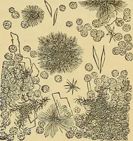 An illustration from Handbuch der klinischen Mikroskopie : mit Berücksichtigung der wichtigsten chemischen Untersuchungen am Krankenbette und der Verwendung des Mikroskopes in der gerichtlichen Medicin (1883)