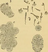 An illustration from Handbuch der klinischen Mikroskopie : mit Berücksichtigung der wichtigsten chemischen Untersuchungen am Krankenbette und der Verwendung des Mikroskopes in der gerichtlichen Medicin (1883)