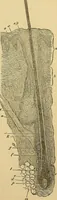 An illustration from Handbuch der klinischen Mikroskopie : mit Berücksichtigung der wichtigsten chemischen Untersuchungen am Krankenbette und der Verwendung des Mikroskopes in der gerichtlichen Medicin (1883)