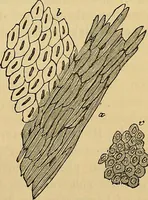 An illustration from Handbuch der klinischen Mikroskopie : mit Berücksichtigung der wichtigsten chemischen Untersuchungen am Krankenbette und der Verwendung des Mikroskopes in der gerichtlichen Medicin (1883)