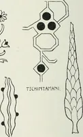 Picture 174 of 175 from Handbuch der orientalischen Teppichkunde (1922), leaf 286