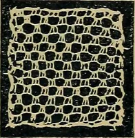 An illustration from Handbuch der Spitzenkunde, Technisches und Geschichtliches über die Näh-, Klöppel- und Maschinenspitzen (1894)