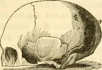 Picture 14 of 43 from Handbuch der Phrenologie (1845), leaf 107
