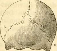 Picture 16 of 43 from Handbuch der Phrenologie (1845), leaf 117