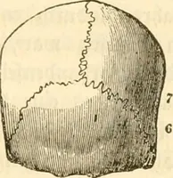 Picture 17 of 43 from Handbuch der Phrenologie (1845), leaf 117