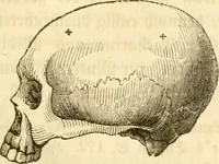 Picture 19 of 43 from Handbuch der Phrenologie (1845), leaf 129
