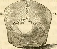 Picture 20 of 43 from Handbuch der Phrenologie (1845), leaf 129