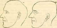 Picture 22 of 43 from Handbuch der Phrenologie (1845), leaf 141