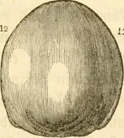 Picture 23 of 43 from Handbuch der Phrenologie (1845), leaf 151