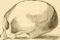 Picture 25 of 43 from Handbuch der Phrenologie (1845), leaf 156
