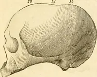 Picture 26 of 43 from Handbuch der Phrenologie (1845), leaf 159