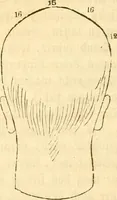 Picture 32 of 43 from Handbuch der Phrenologie (1845), leaf 172