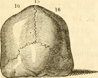 Picture 33 of 43 from Handbuch der Phrenologie (1845), leaf 173