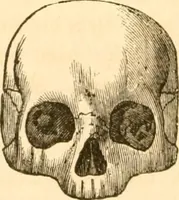Picture 36 of 43 from Handbuch der Phrenologie (1845), leaf 188