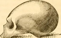 Picture 37 of 43 from Handbuch der Phrenologie (1845), leaf 188