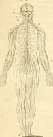 Picture 3 of 43 from Handbuch der Phrenologie (1845), leaf 31