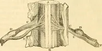 Picture 4 of 43 from Handbuch der Phrenologie (1845), leaf 32