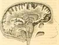 Picture 6 of 43 from Handbuch der Phrenologie (1845), leaf 36