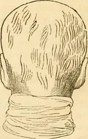 Picture 11 of 43 from Handbuch der Phrenologie (1845), leaf 86