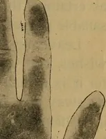 An illustration from The hand and its lines; a short treatise on palmistry .. (1902)