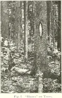 Picture 1 of 203 from Handwork in wood (1910), leaf 15