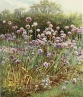 Picture 69 of 83 from Happy England as painted by Helen Allingham, R.W.S (1903), leaf 446