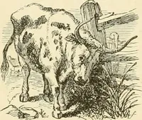An illustration from Harpel's typograph : or Book of specimens containing useful information, suggestions and a collection of examples of letterpress job printing arranged for the assistance of master printers, amateurs, apprentices, and others, (1870)