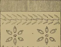 An illustration from Harper's handy-book for girls, ed (1910)