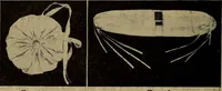 An illustration from Harper's handy-book for girls, ed (1910)