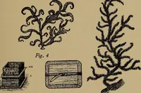 An illustration from Harper's handy-book for girls, ed (1910)