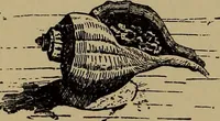 An illustration from Harper's handy-book for girls, ed (1910)