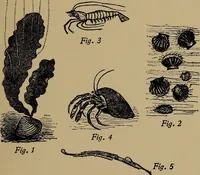 An illustration from Harper's handy-book for girls, ed (1910)