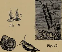Picture 142 of 154 from Harper's handy-book for girls, ed (1910), leaf 325