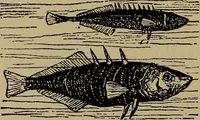 An illustration from Harper's handy-book for girls, ed (1910)