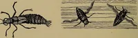 An illustration from Harper's handy-book for girls, ed (1910)