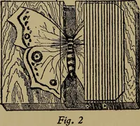 An illustration from Harper's handy-book for girls, ed (1910)