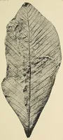 An illustration from Harriman Alaska series. vol. I-V, VIII-XIV (1910)