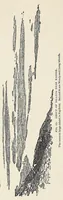 An illustration from Harriman Alaska series. vol. I-V, VIII-XIV (1910)