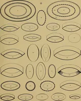 An illustration from Hauptprobe in gedrängter form der Bauerschen Giesserei, Frankfurt am Main: Filialen in Barcelona und Madrid, A. Numrich & Co. in Leipzig (1900)