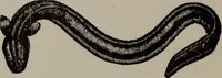 Picture 2 of 180 from Hawkins electrical guide ... : questions, answers & illustrations : a progressive course of study for engineers, electricians, students and those desiring to acquire a working knowledge of electricity and its applications ; a practical treatise (1914), leaf 24