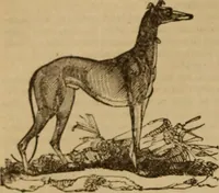 Picture 8 of 20 from Health and character: with directions for their improvement (1879), leaf 24