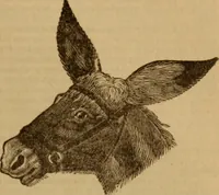 An illustration from Health and character: with directions for their improvement (1879)