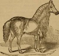 An illustration from Health and character: with directions for their improvement (1879)