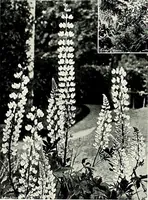 An illustration from Henderson's picturesque gardens and ornamental gardening illustrated (1908)