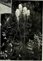 Picture 139 of 249 from Henderson's picturesque gardens and ornamental gardening illustrated (1908), leaf 100