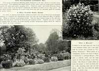 Picture 140 of 249 from Henderson's picturesque gardens and ornamental gardening illustrated (1908), leaf 101