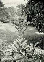 An illustration from Henderson's picturesque gardens and ornamental gardening illustrated (1908)